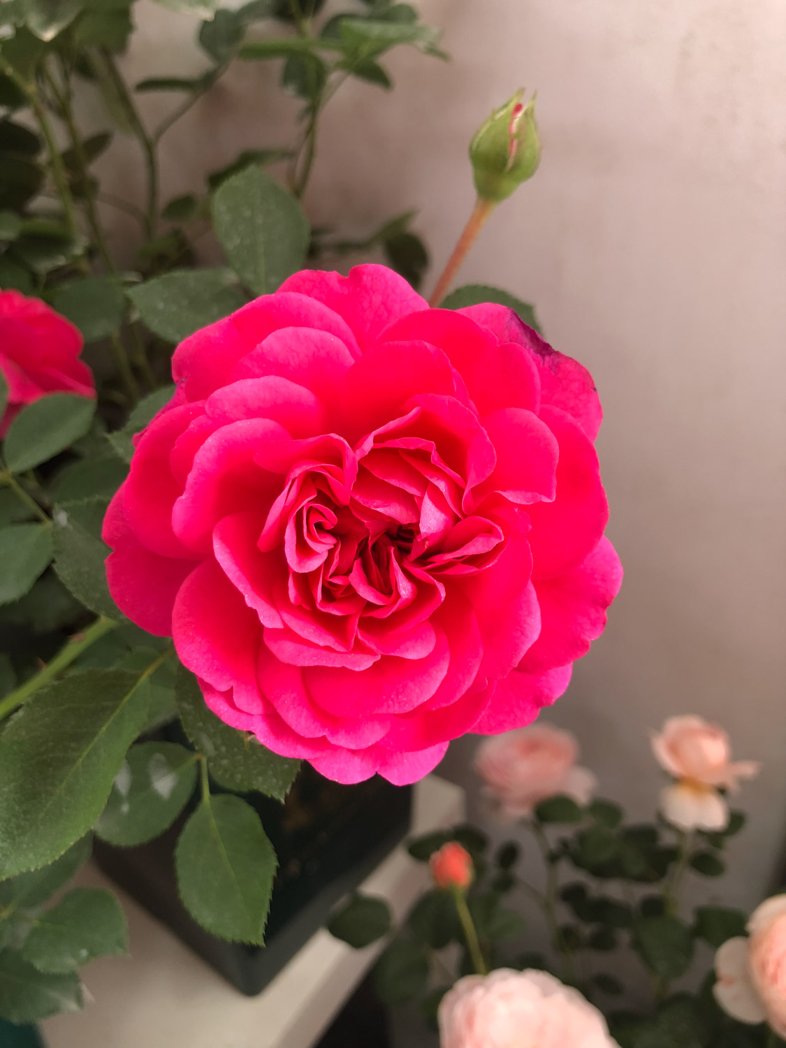 chinese rose