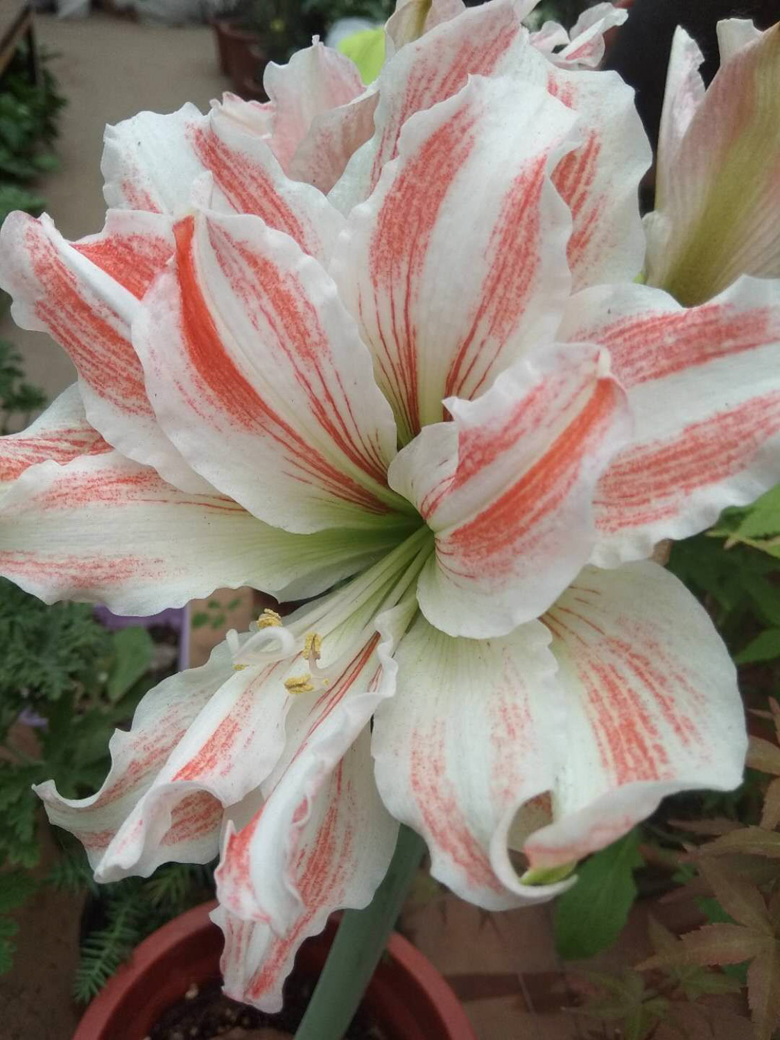 amaryllis