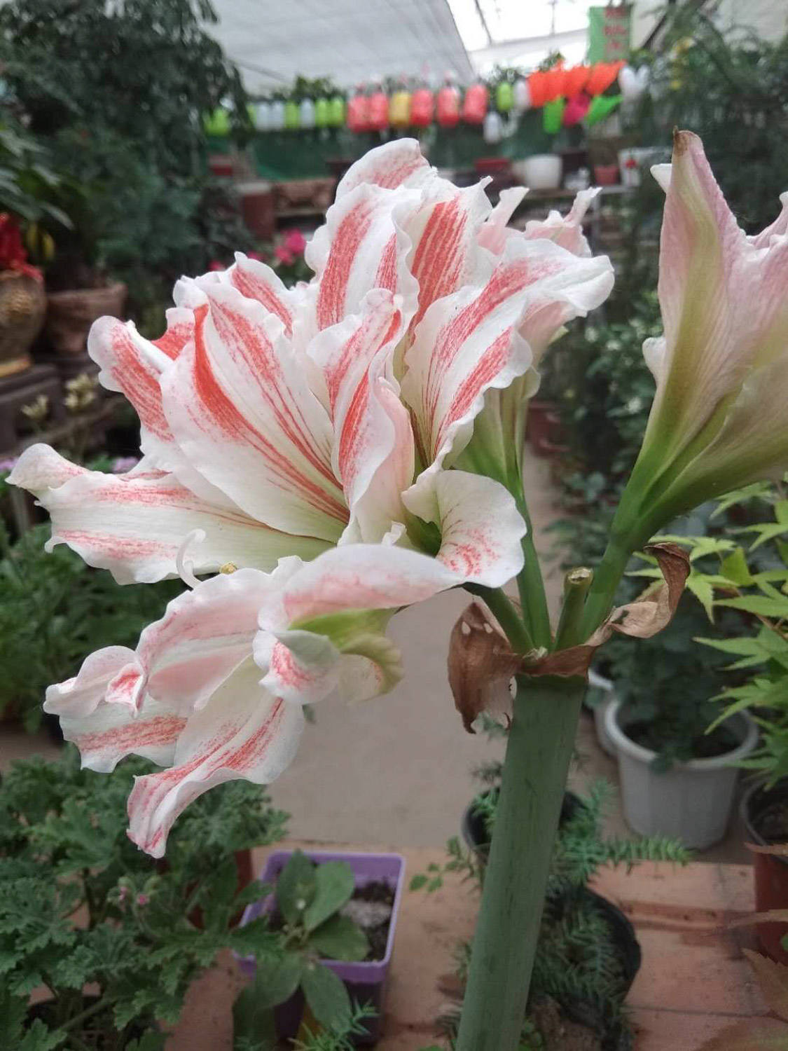 amaryllis