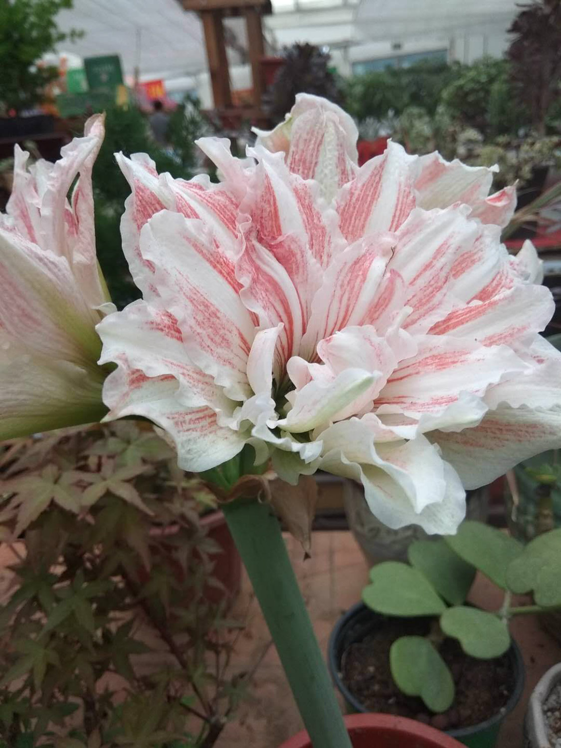 amaryllis