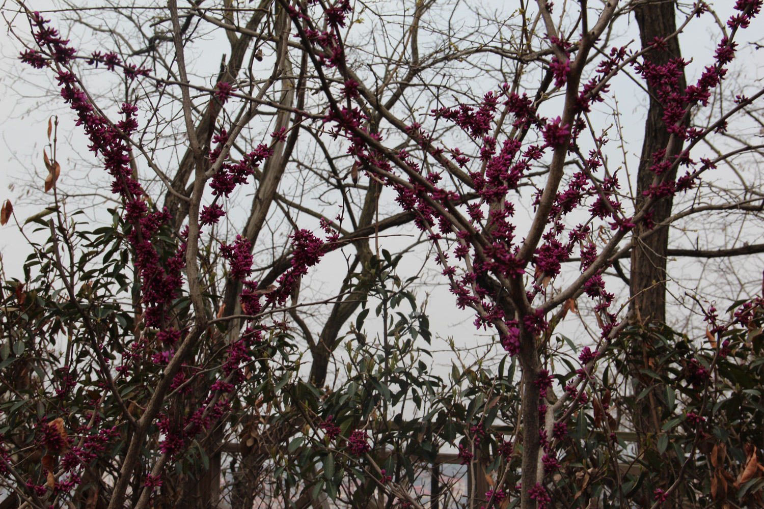 Bauhinia