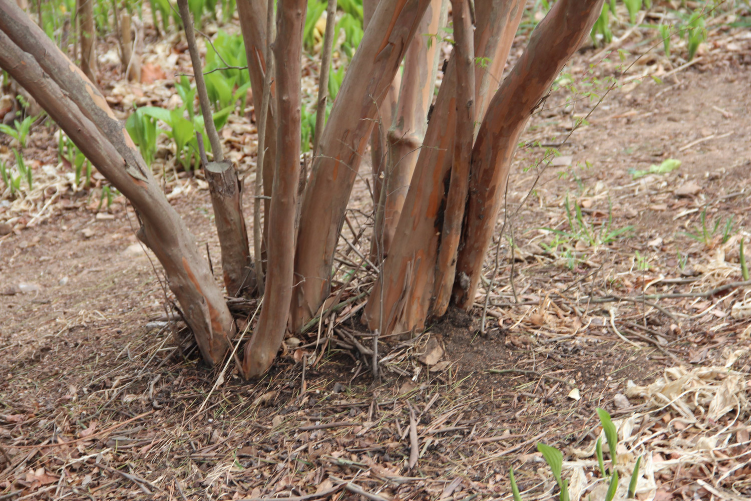 Crape myrtle