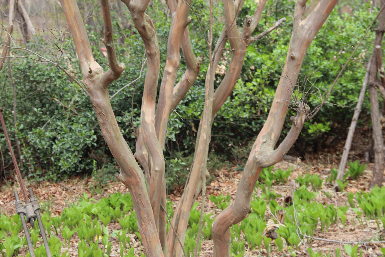 Crape myrtle