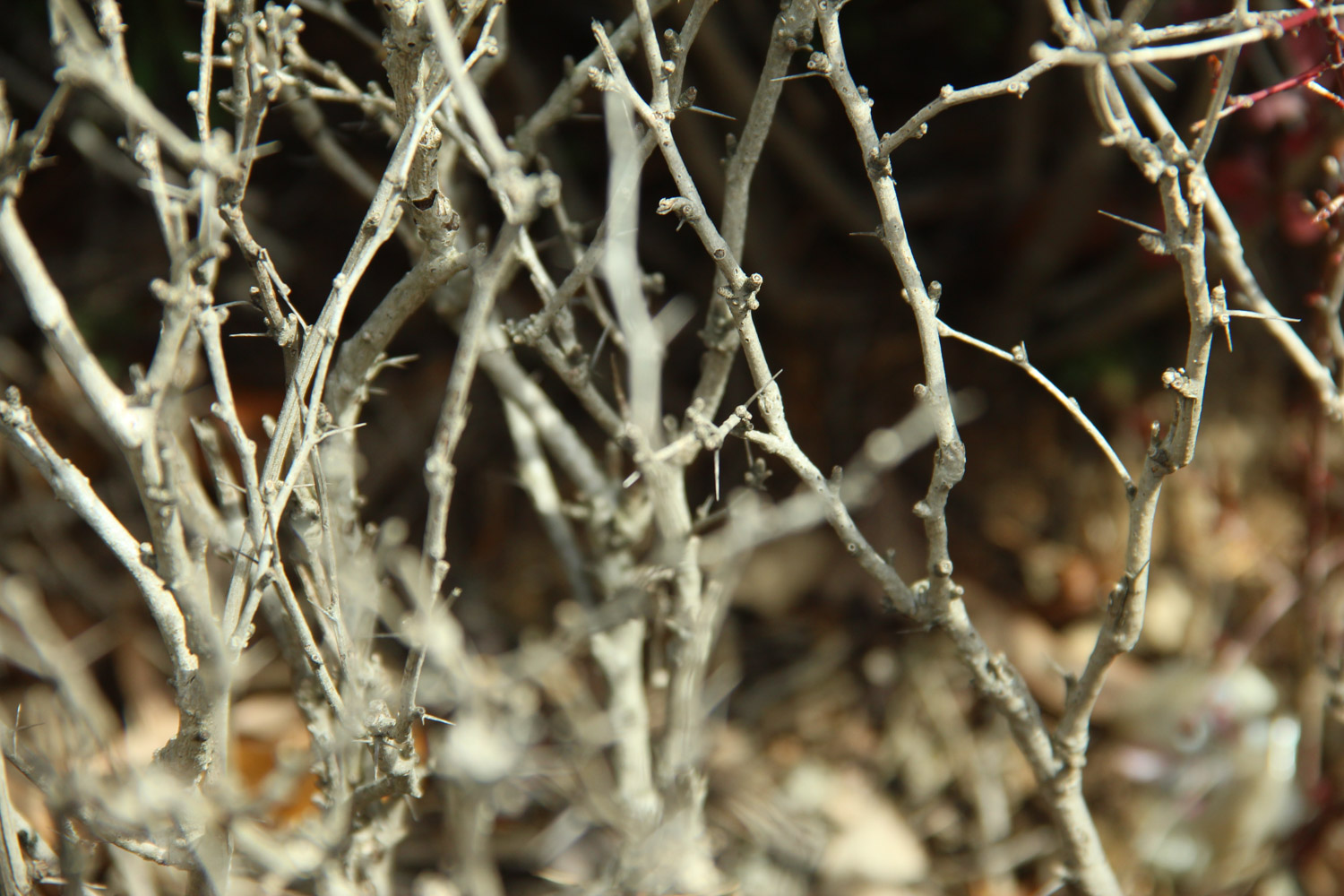 berberis thunbergii 