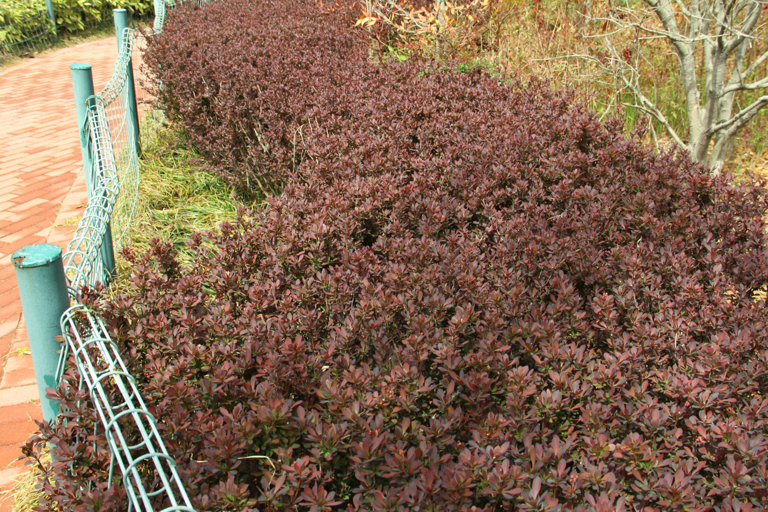 berberis thunbergii 