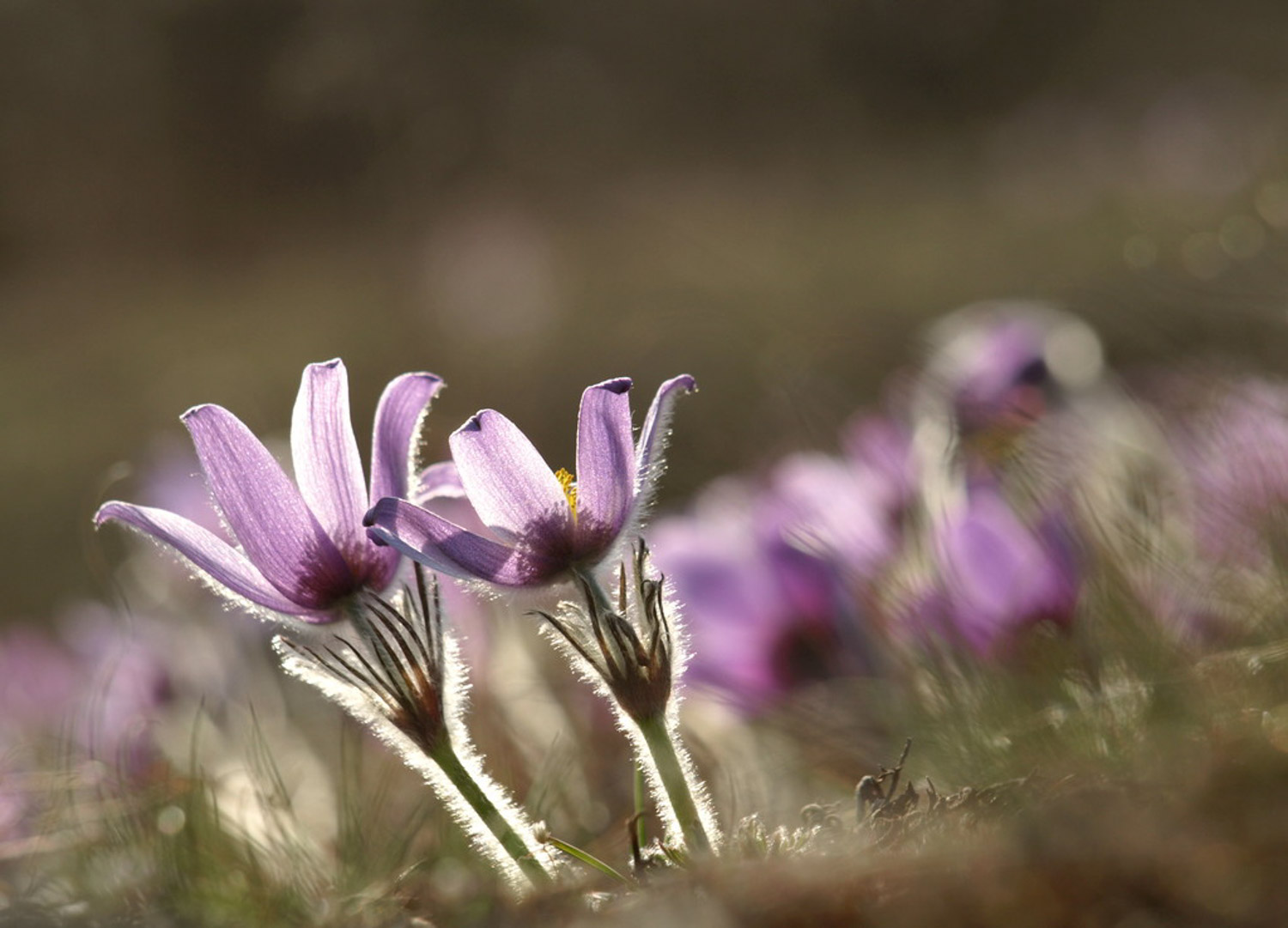 windflower