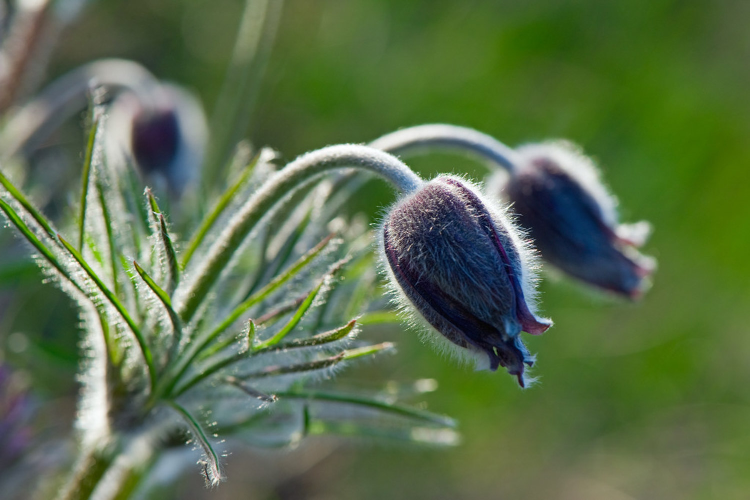 windflower