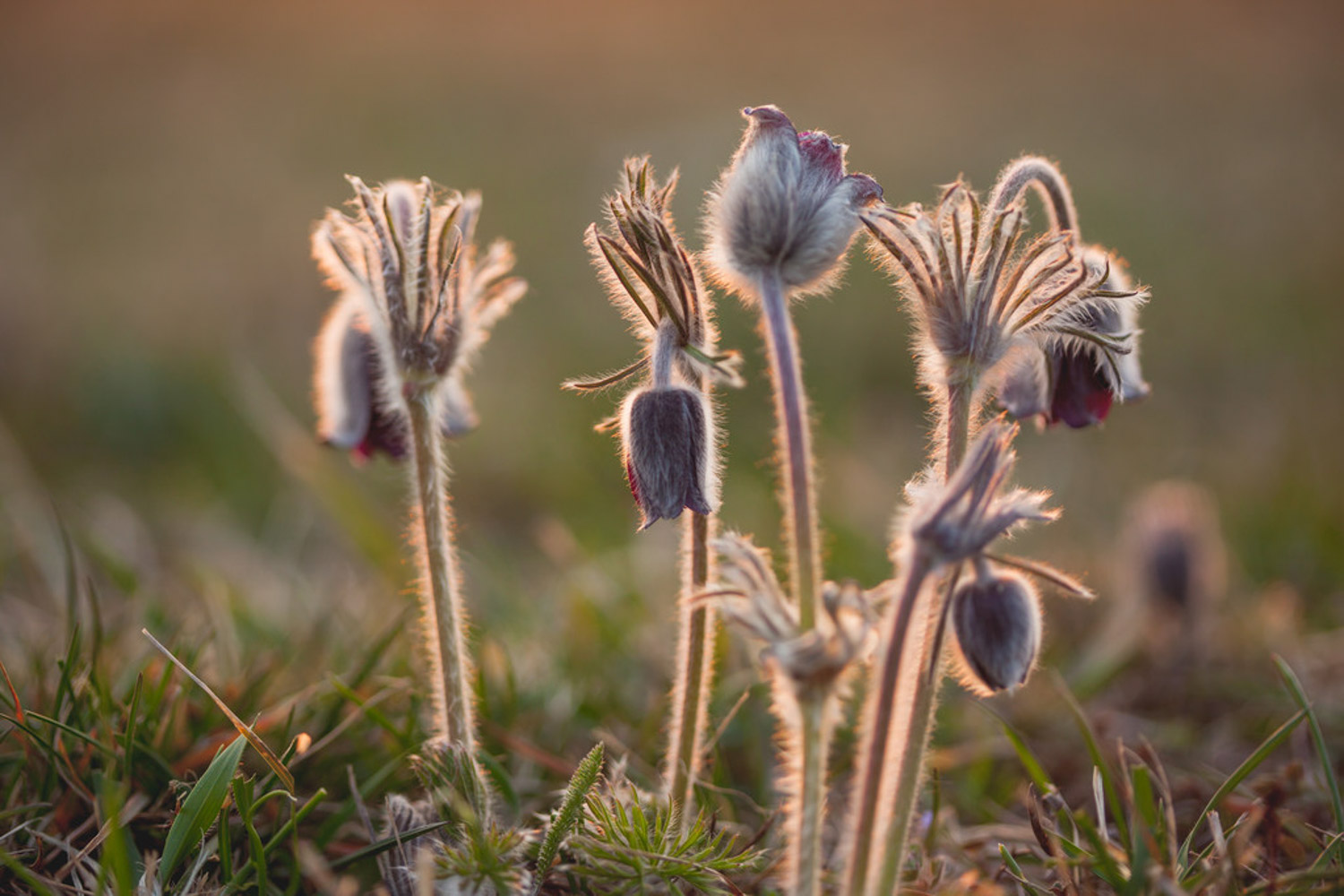 windflower