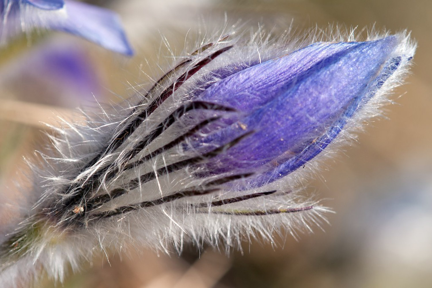 windflower