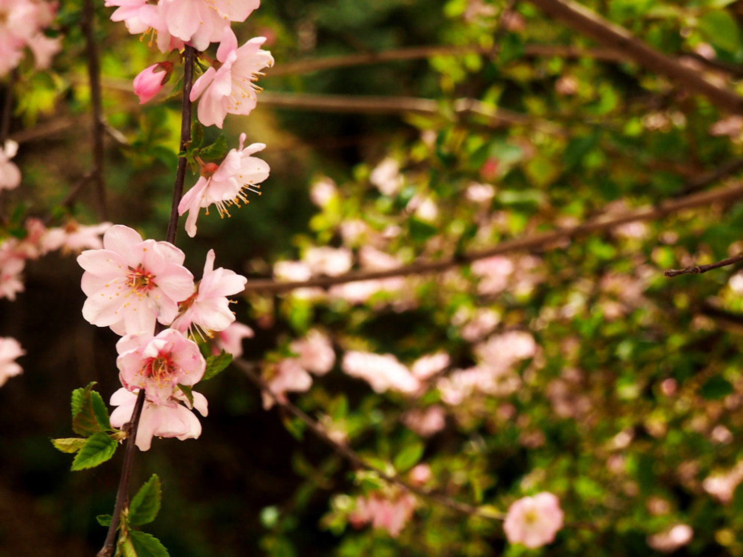 flowering peach