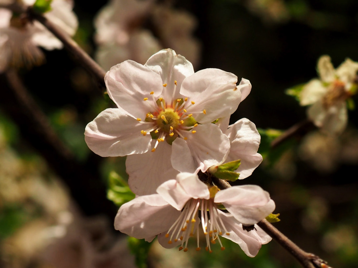 flowering peach