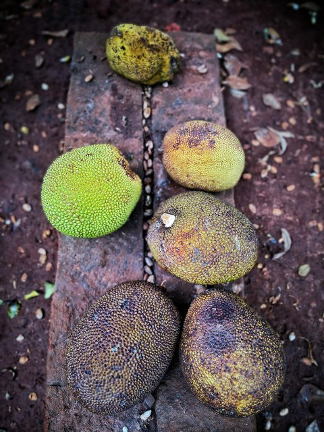 jackfruit