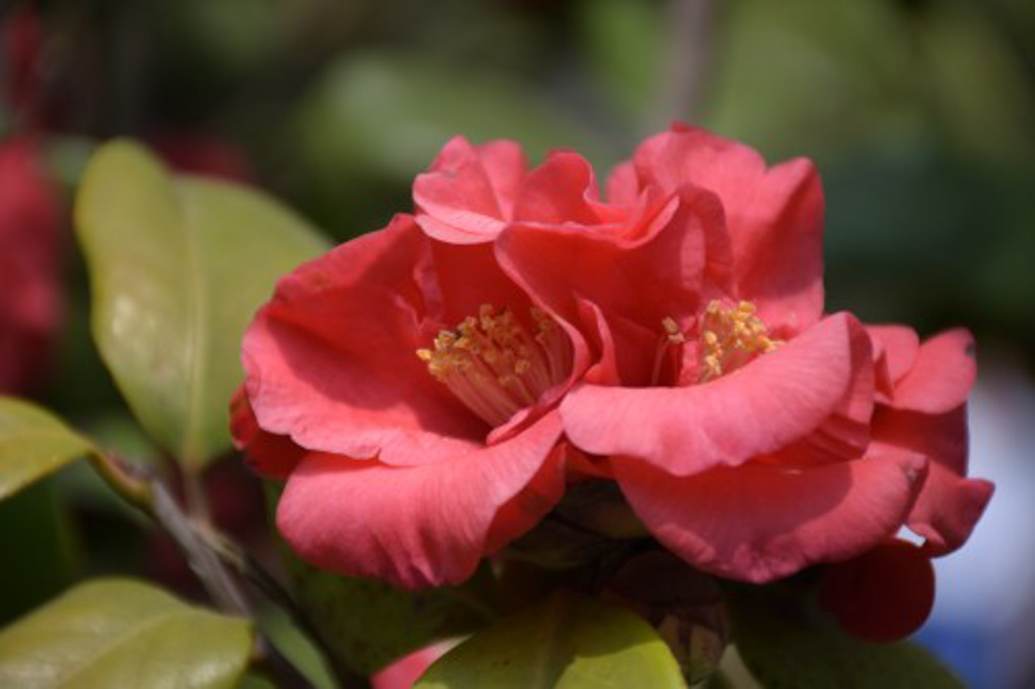 Camellia