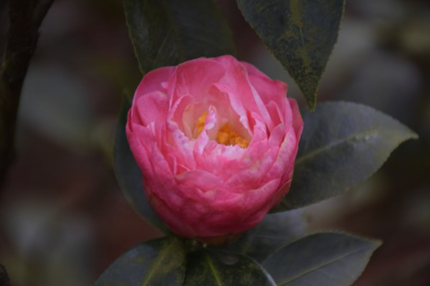 Camellia