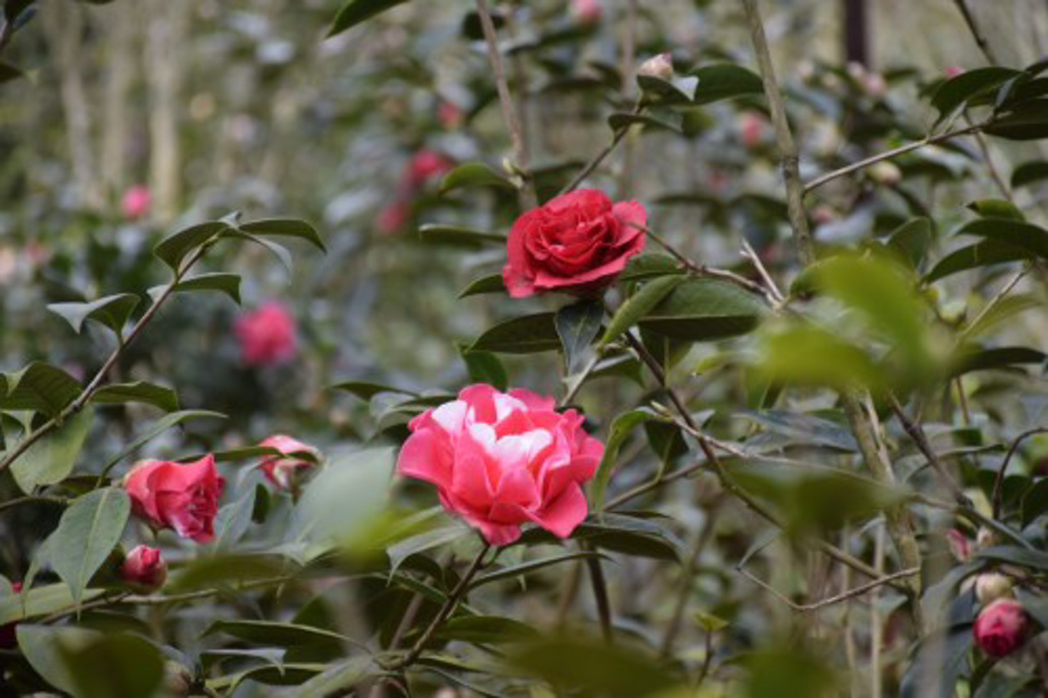 Camellia