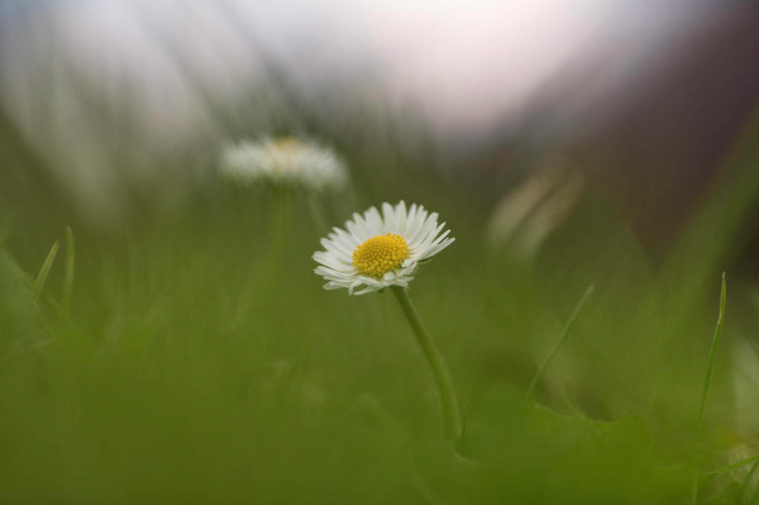 Chrysanthemum