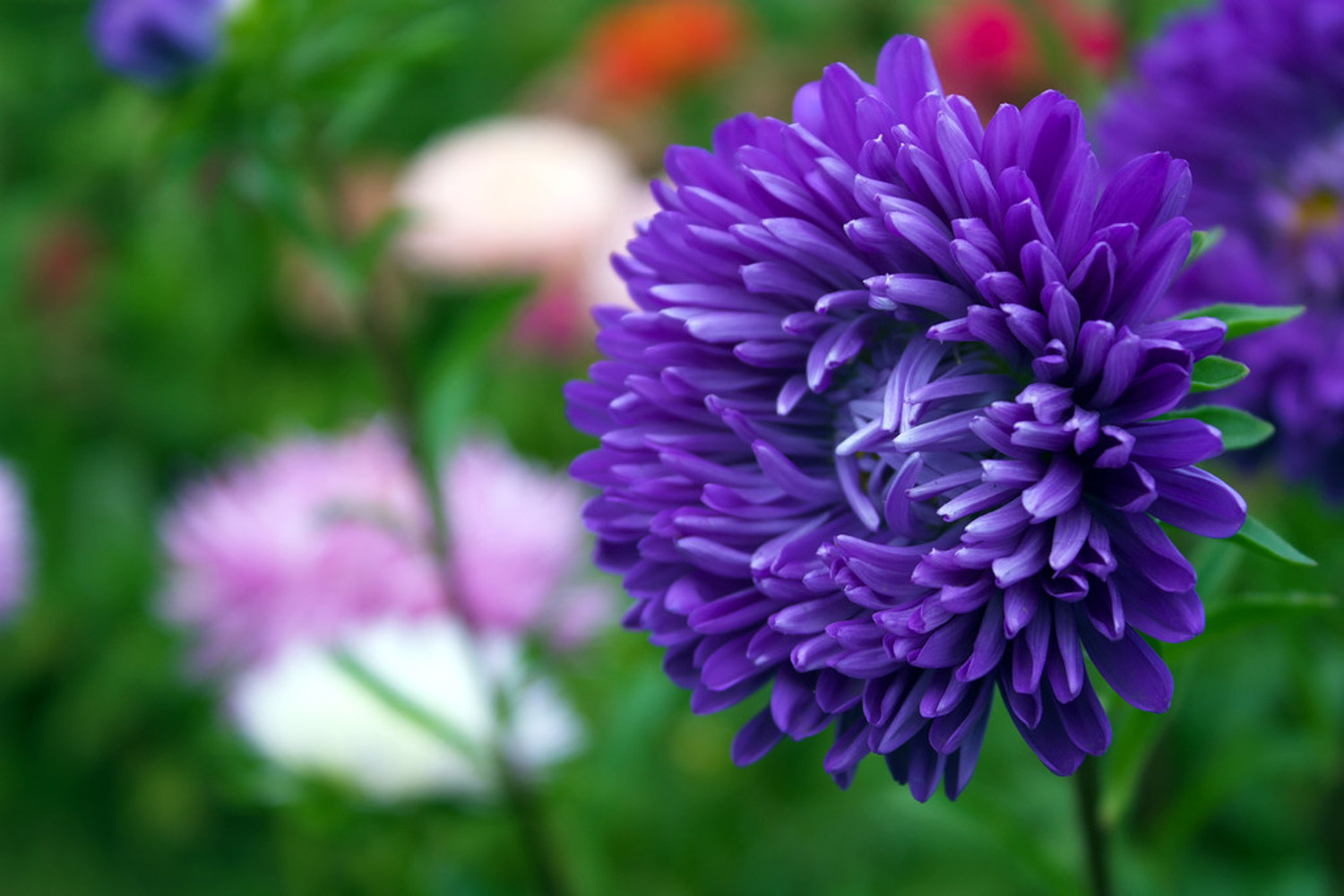 Chrysanthemum