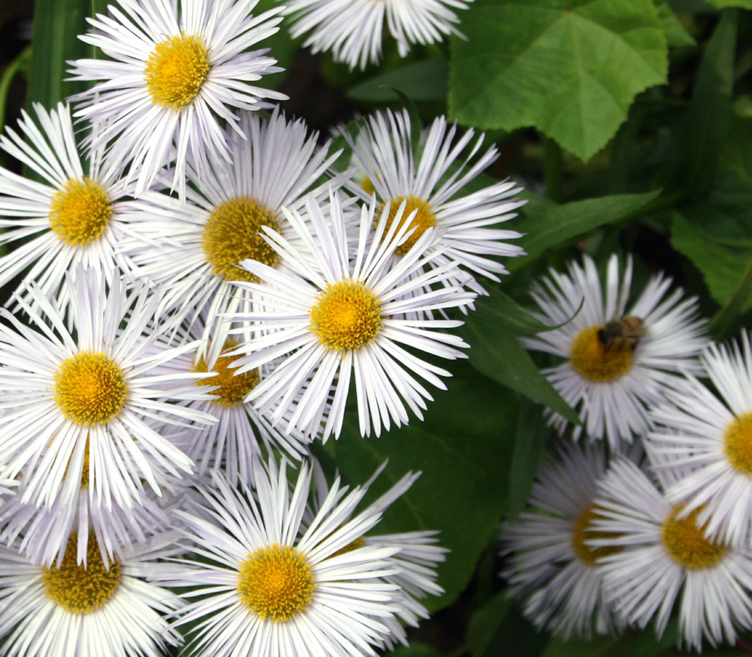 Chrysanthemum