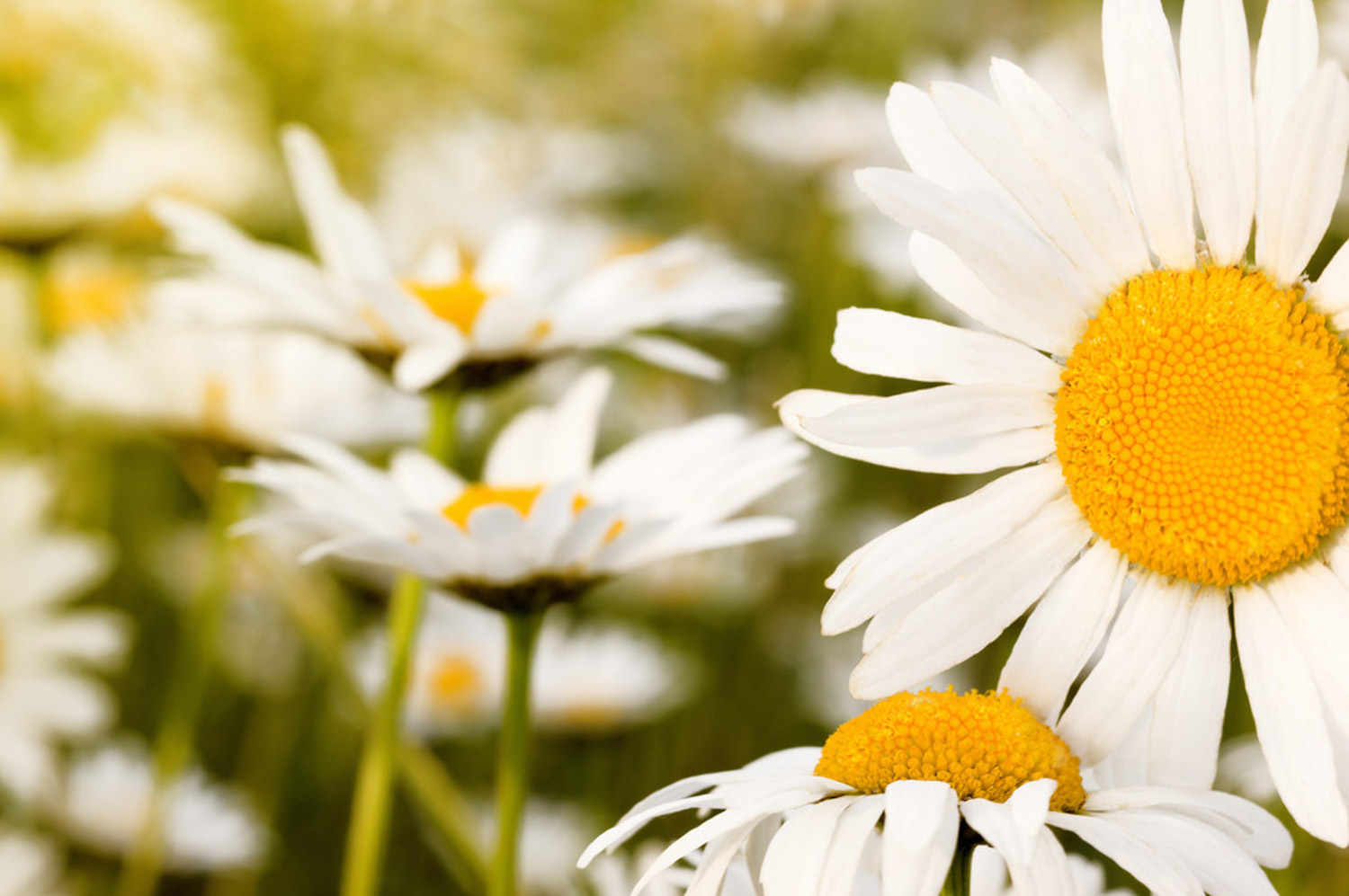 Chrysanthemum