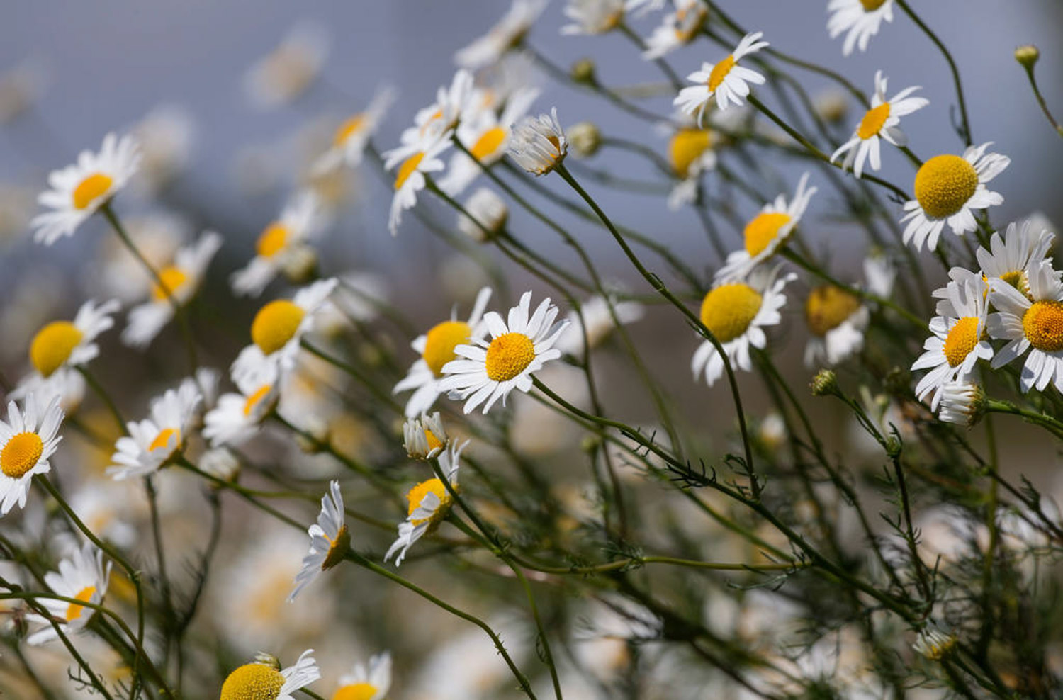 Chrysanthemum