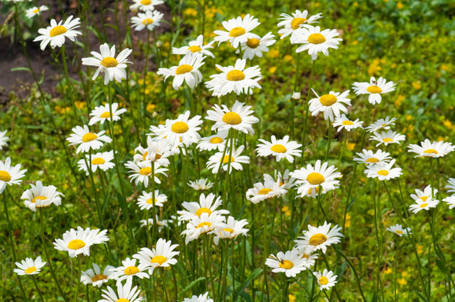 Chrysanthemum