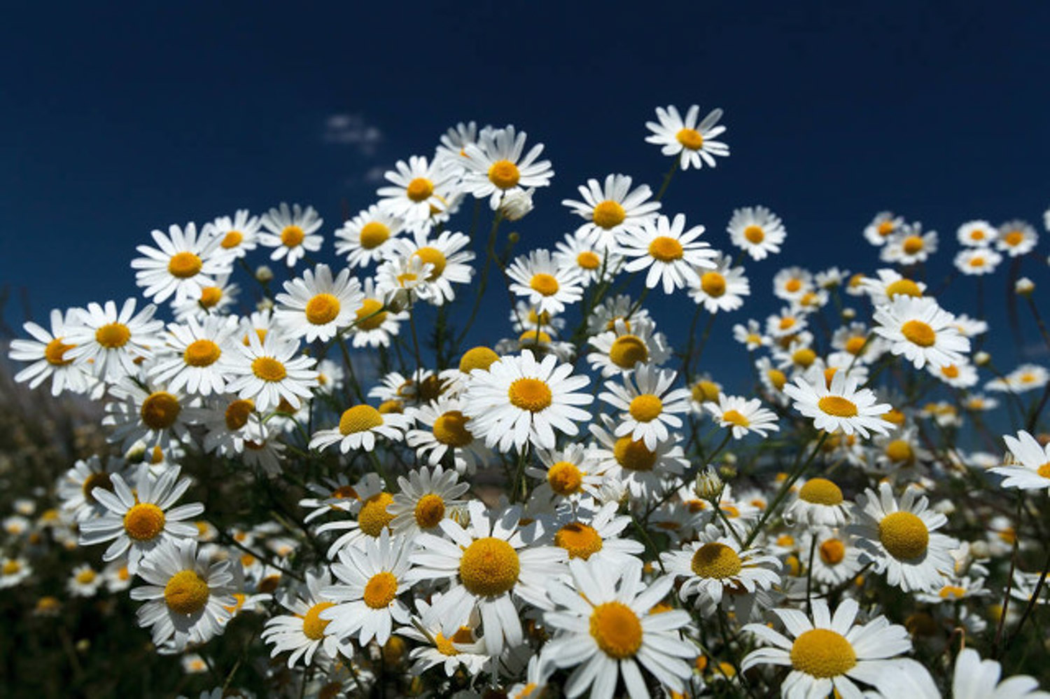 Chrysanthemum