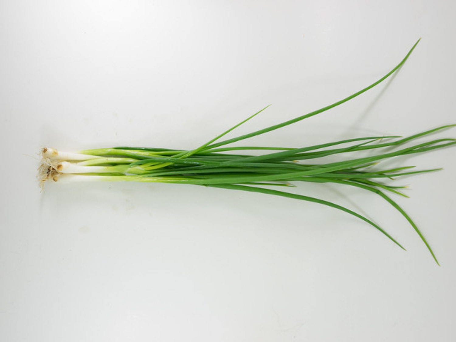 Scallion