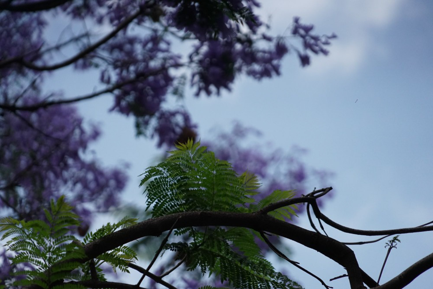 Jacaranda mimosifolia