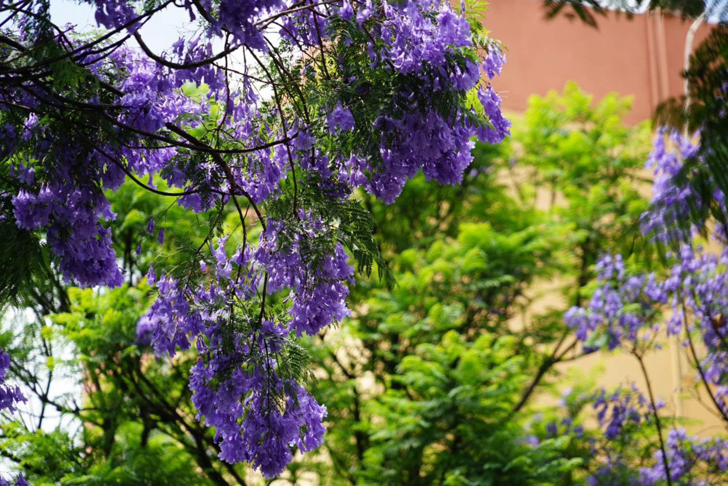 Jacaranda mimosifolia