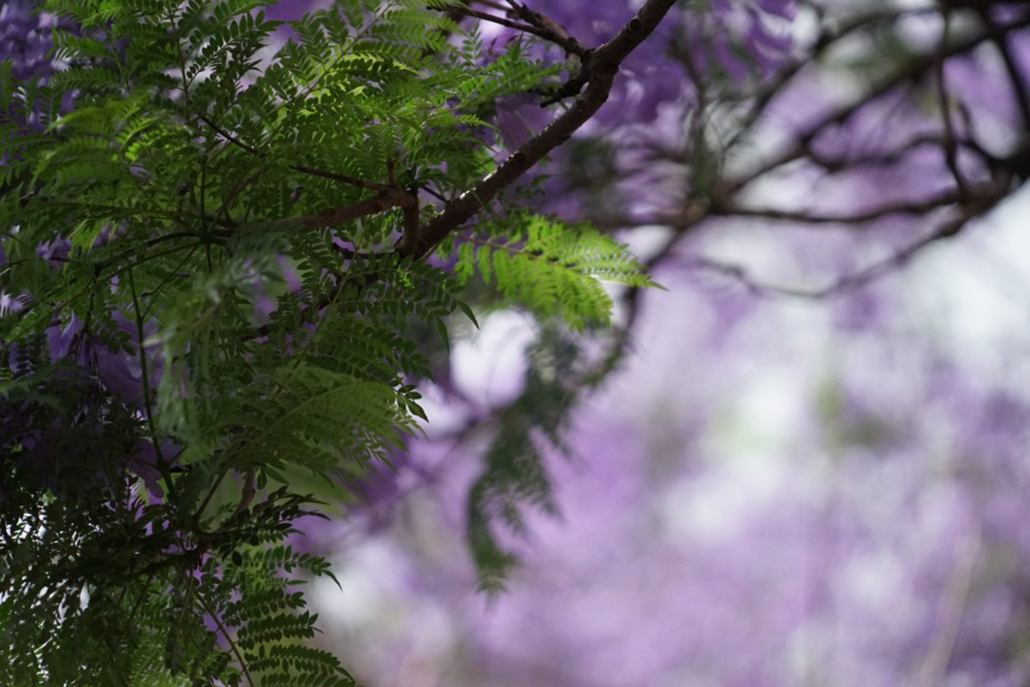 Jacaranda mimosifolia