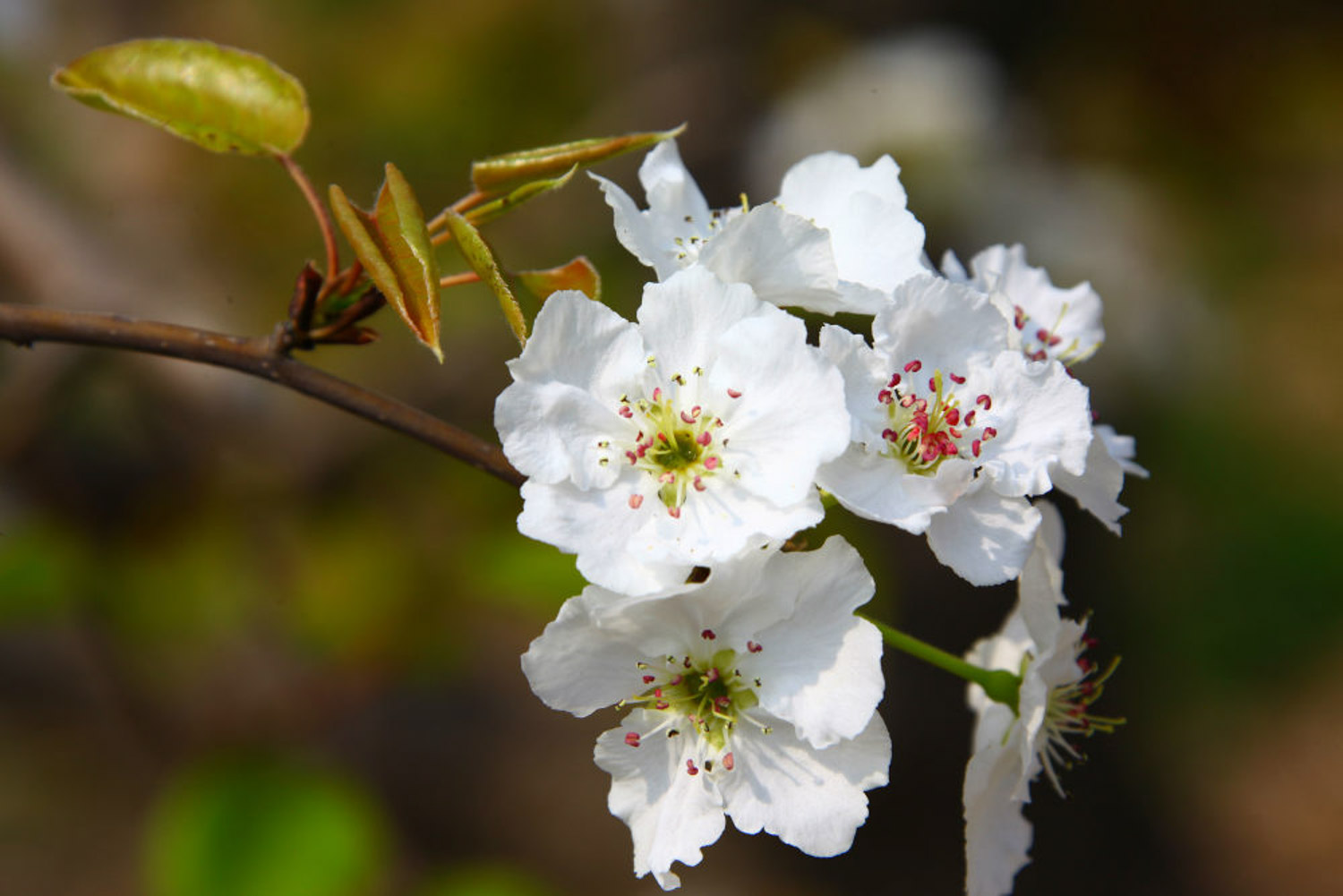 Pear Blossom