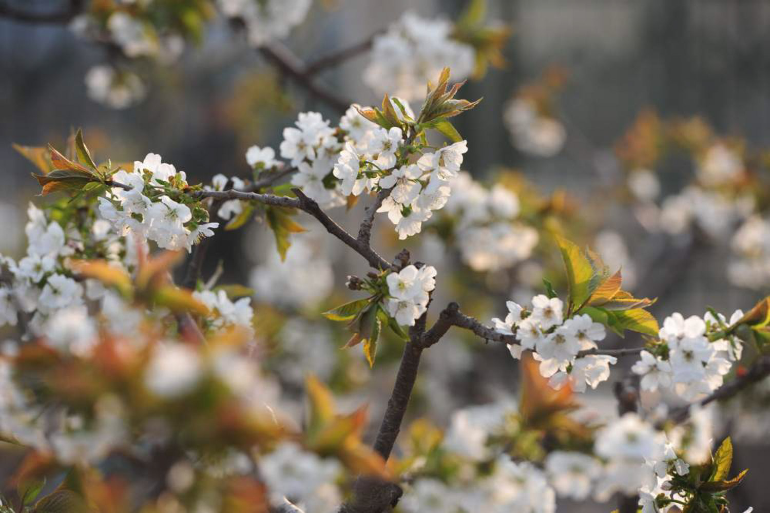 Pear Blossom