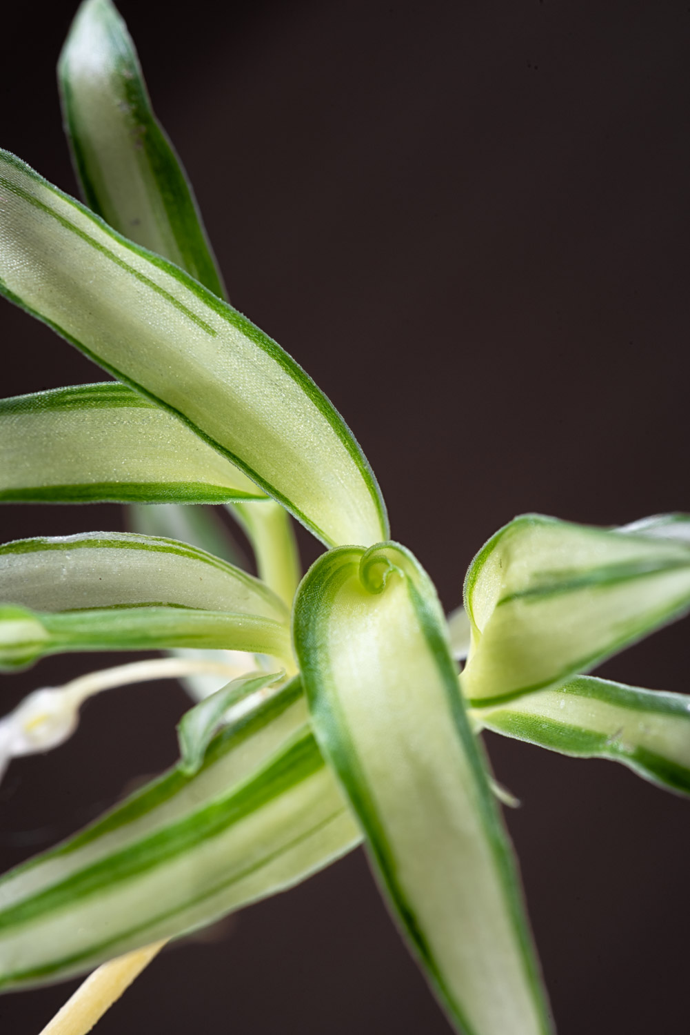 Chlorophytum