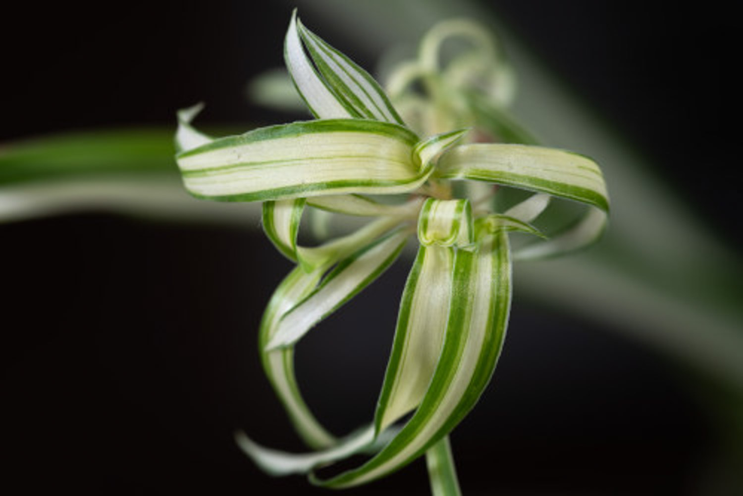 Chlorophytum