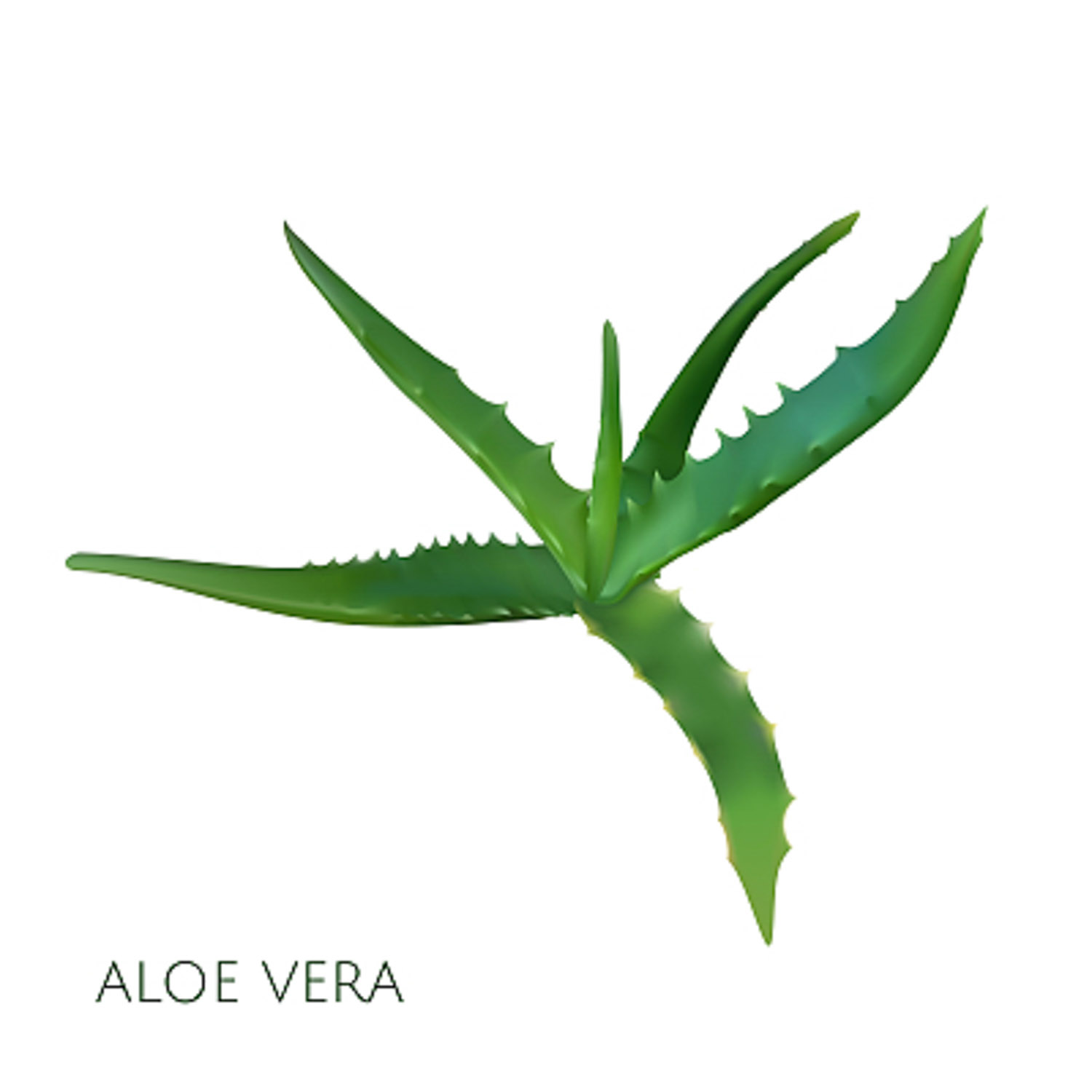 aloe