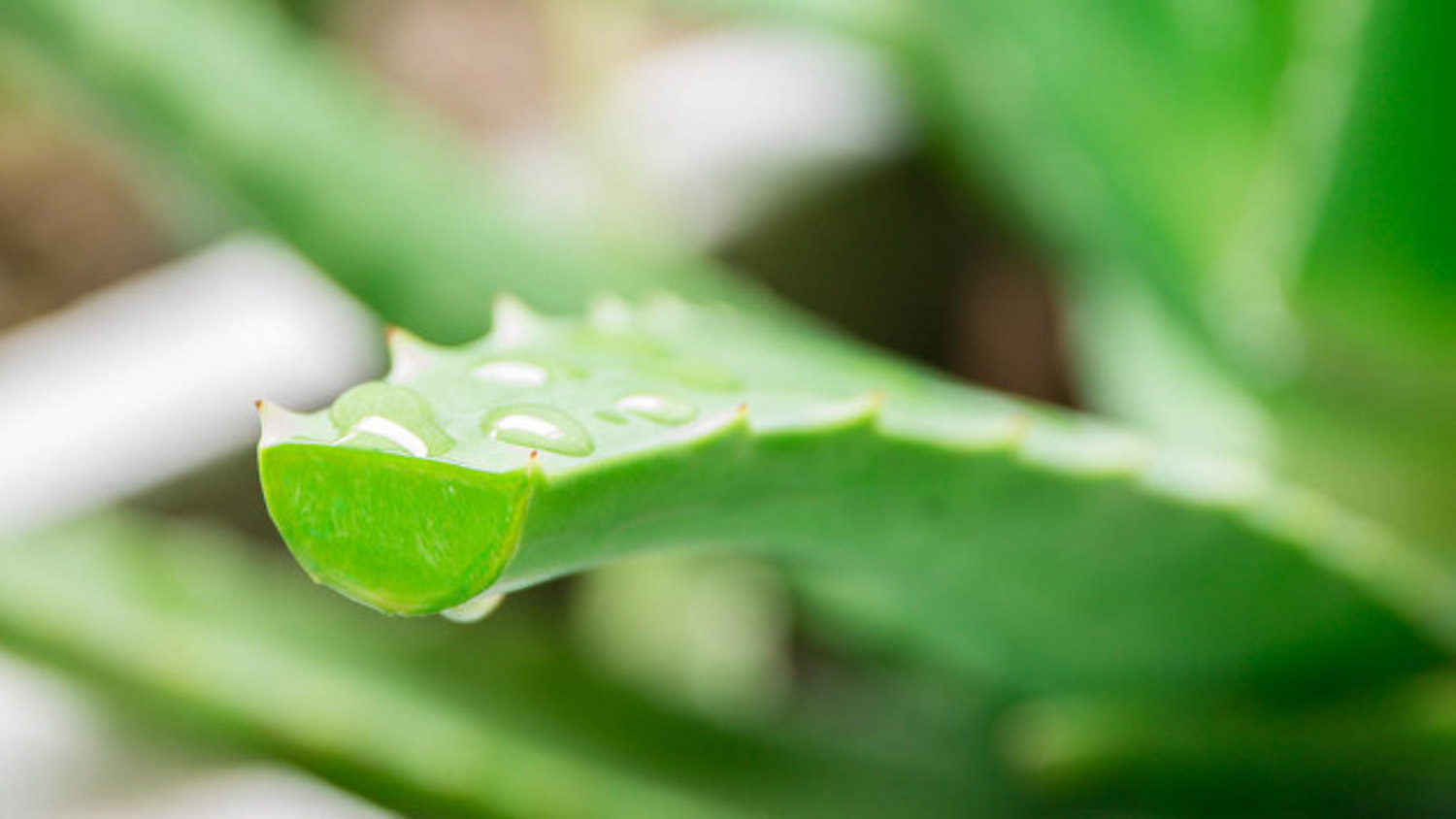 aloe