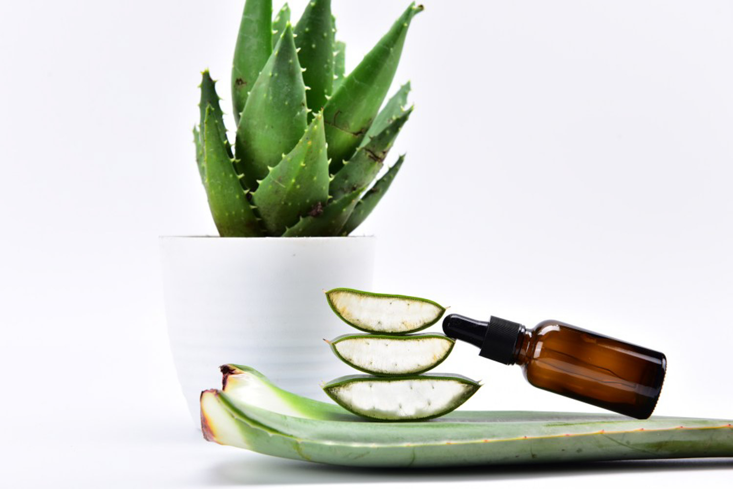 aloe