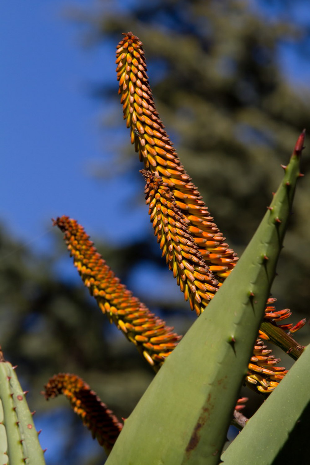 aloe