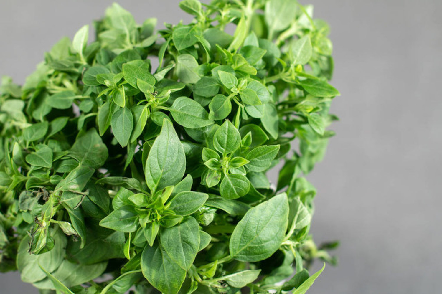 sweet basil