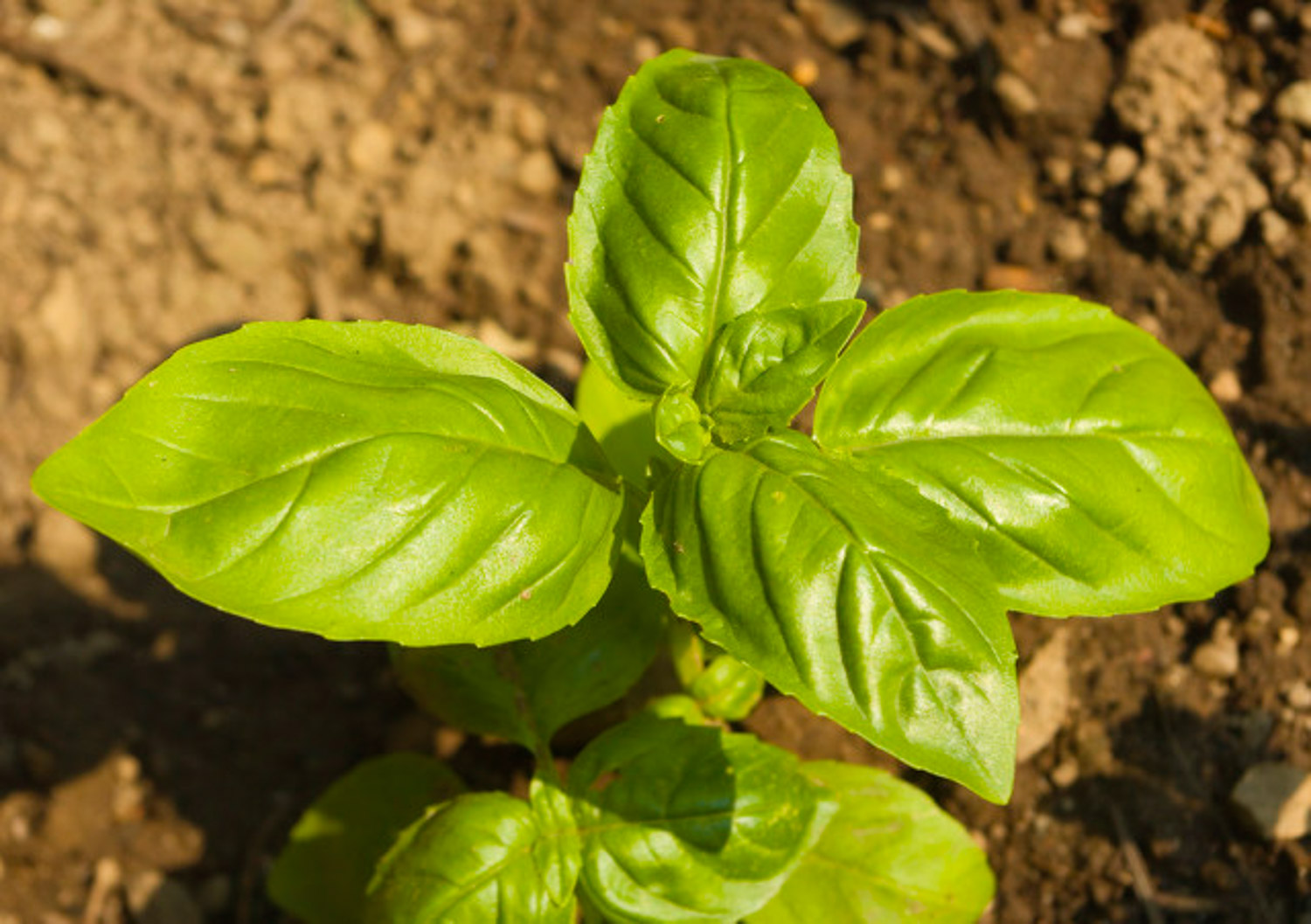 sweet basil