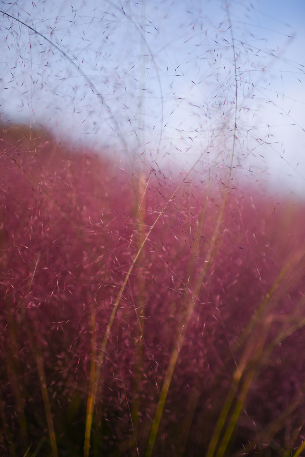 Fendai disordered seed grass