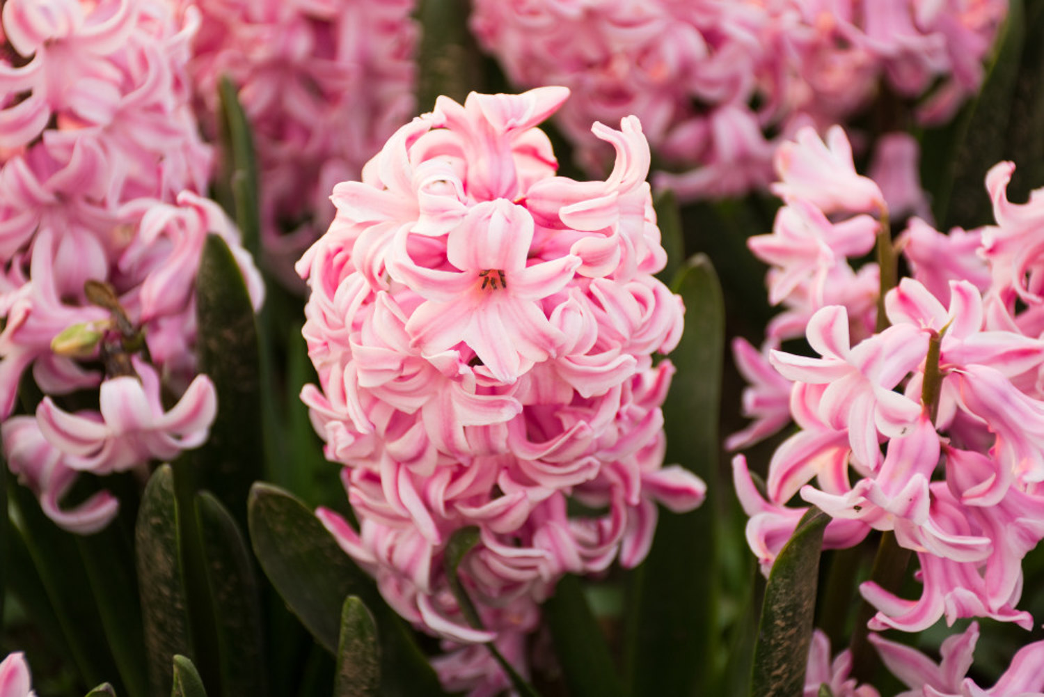 Hyacinth