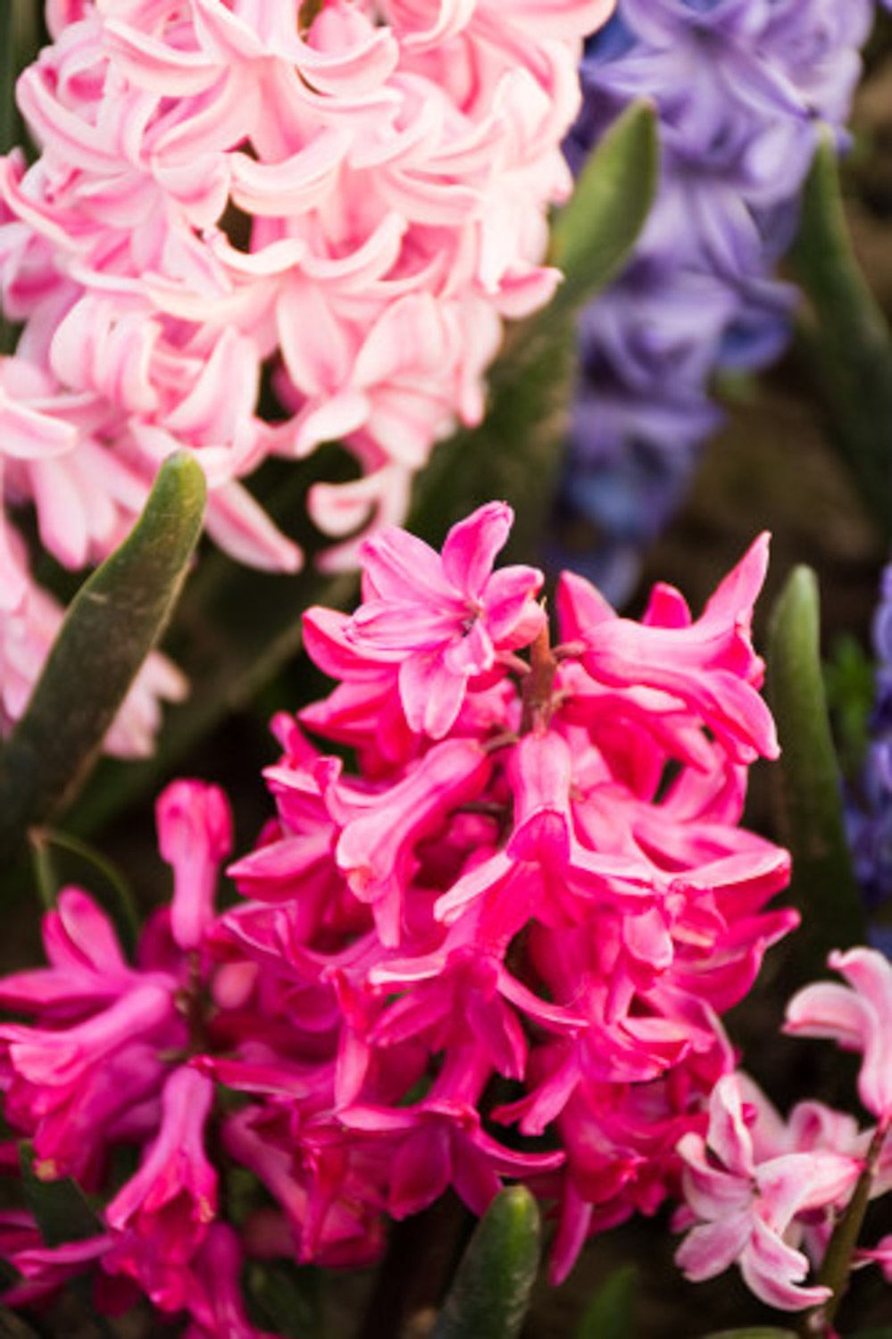 Hyacinth