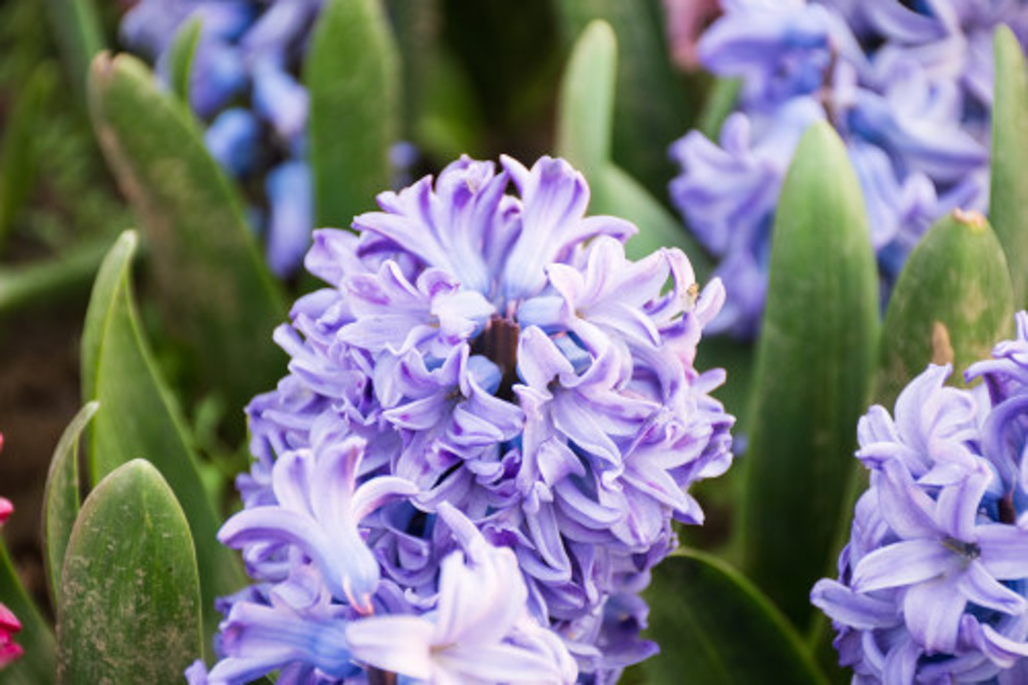 Hyacinth