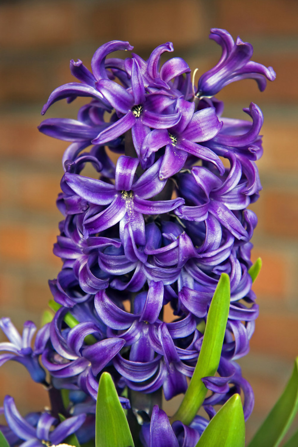 Hyacinth