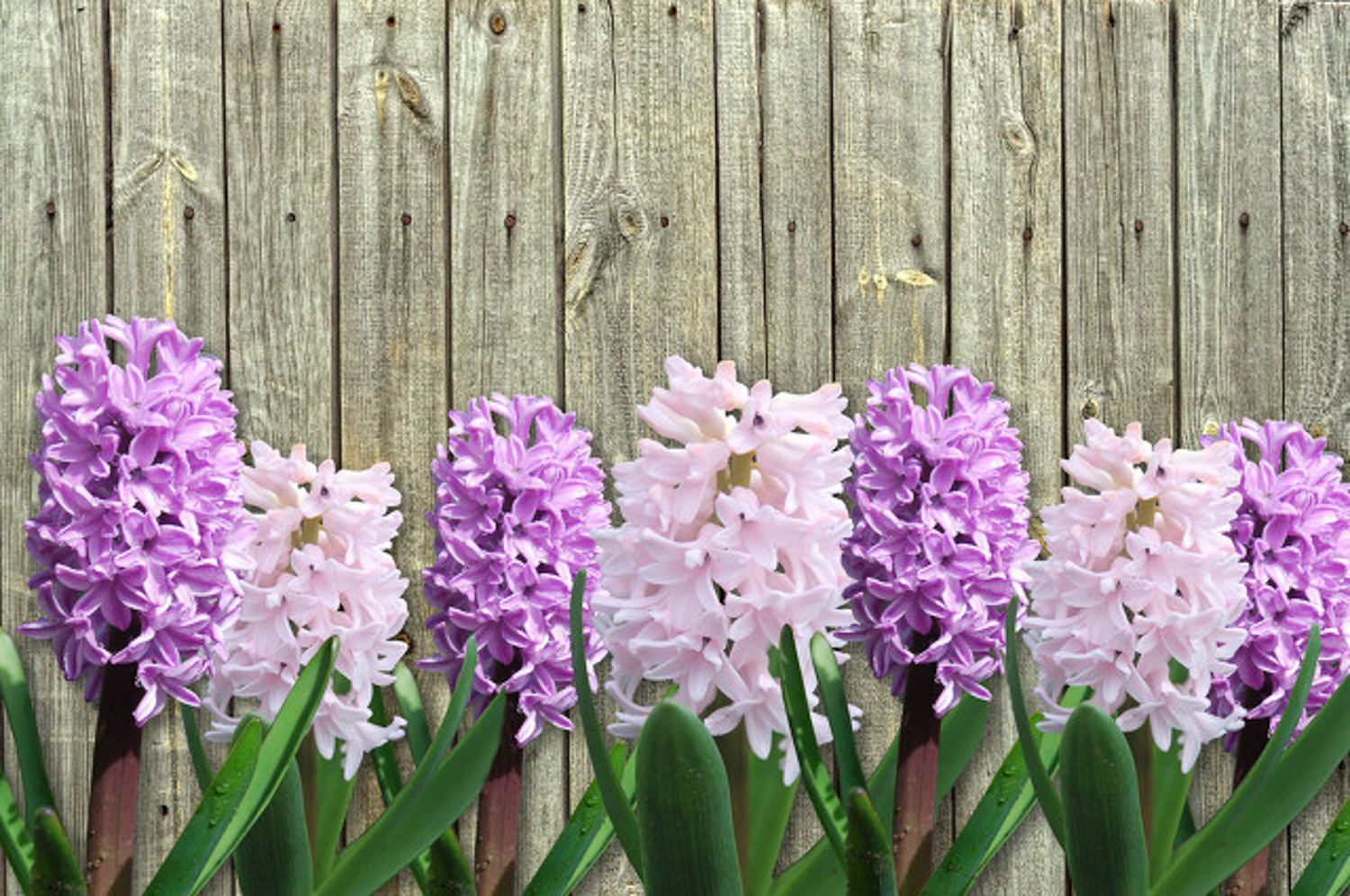 Hyacinth