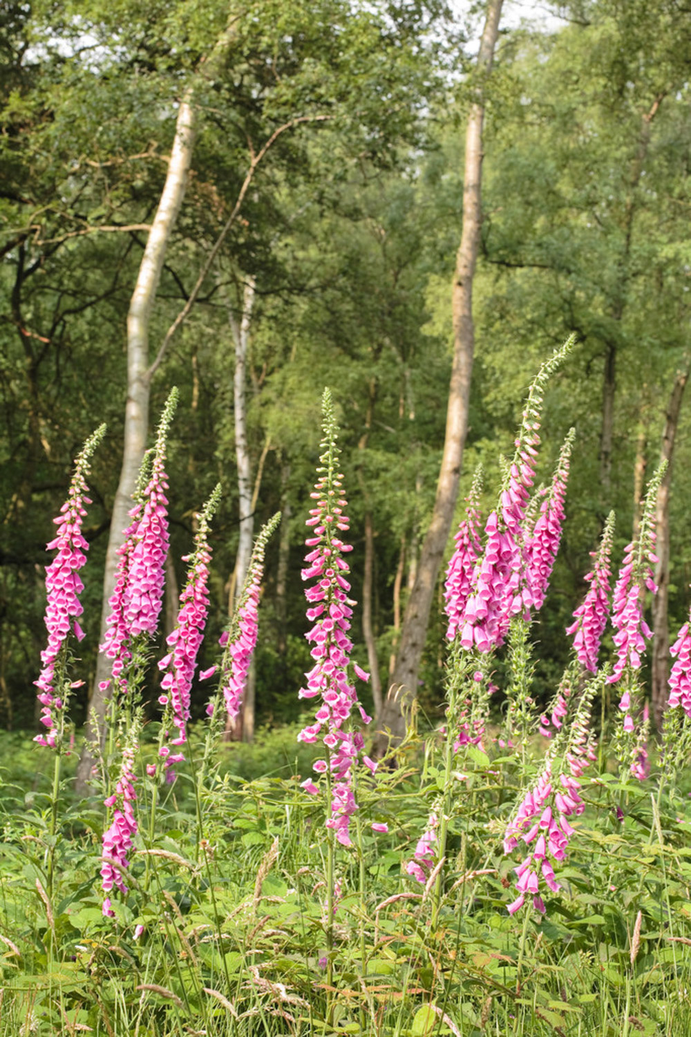 Foxglove