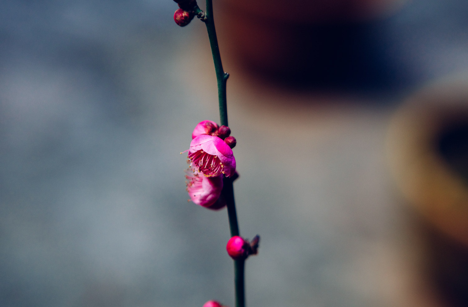 Plum blossom