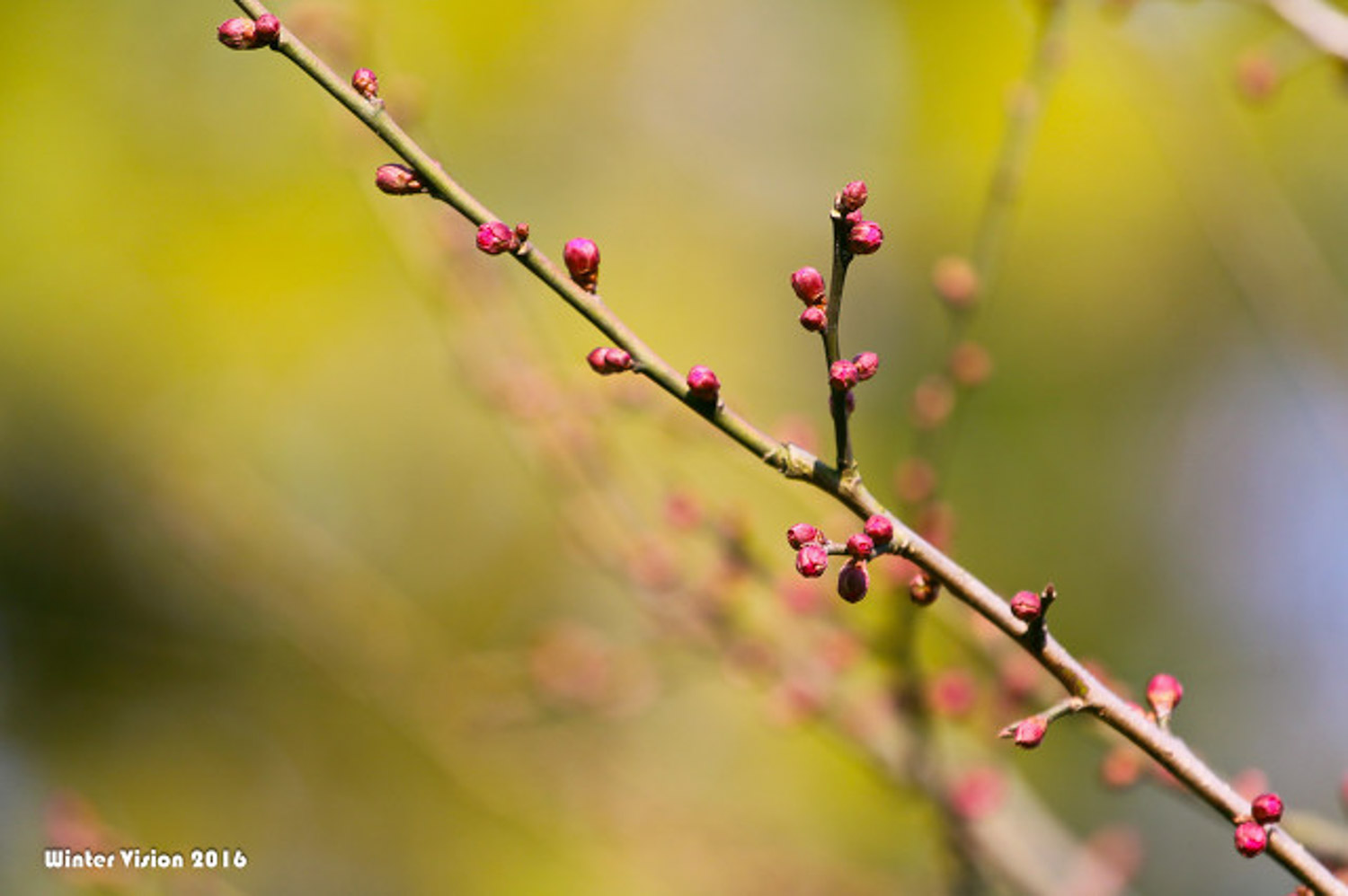 Plum blossom