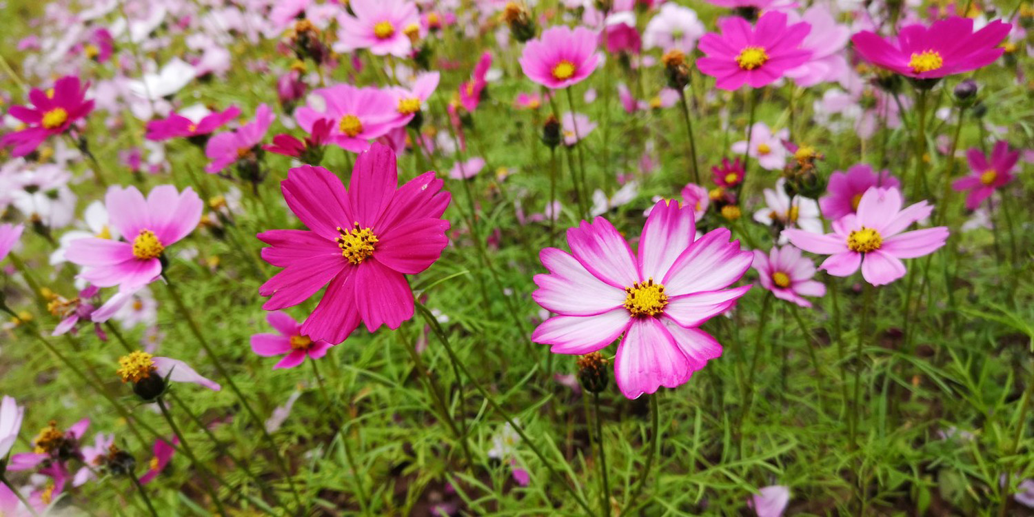 galsang flower